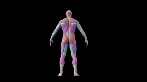 3D Human Male Muscular System Rotating Anatomy Model