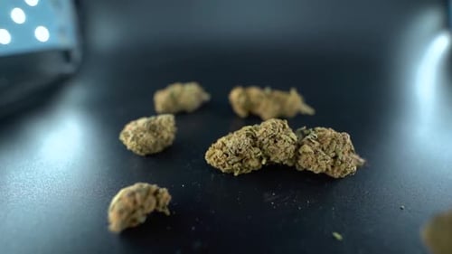 A close up detailed crane forward movement shot above a cannabis plant, marijuana flower hybrid stra