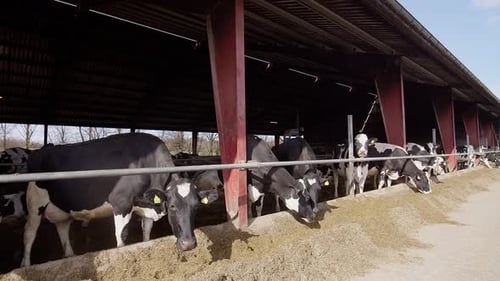 Modern farm cowshed with dairy cows eating hay, dairy farm. Breeding of cows in farm. Agriculture in