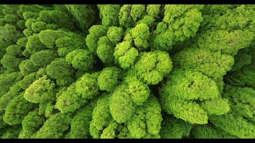 Green Forest Drohnenschuss