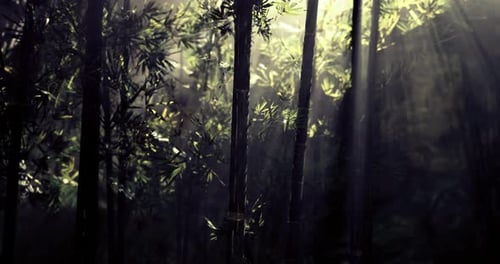 Sunlight Filters Through Lush Bamboo Forest During Early Morning Hours