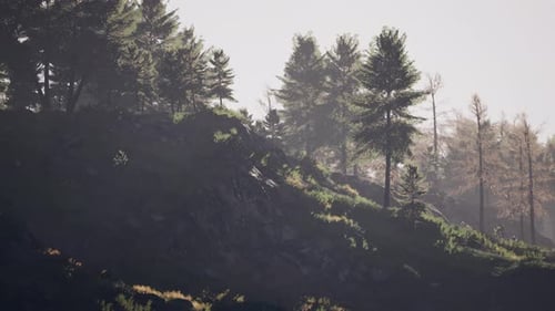 Majestic Green Mountain Forest on Fog Background