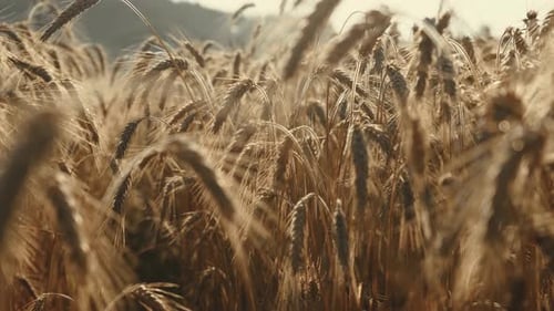 Slow camera movement through ripe golden dry rye ears on a sunny day. Naturally GMO, gluten free.