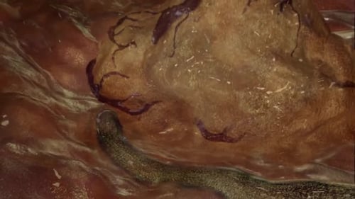 Close-up of muddy terrain with cracked earth surface