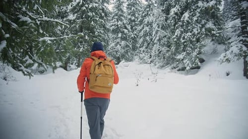 Hiker walking through a snowy forest with trekking poles