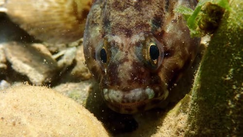 Macro shot of a tiny fish resting underwater