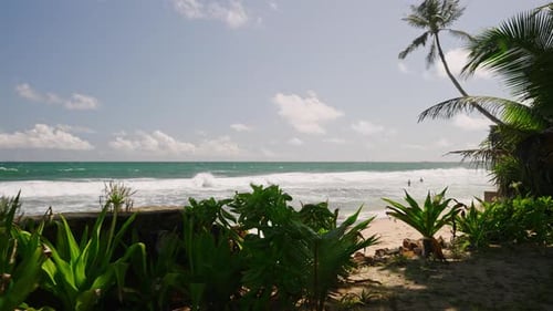 Coconut Evergreen Plants Palm Trees Bushes and Flowers on Ocean Shore of Tropical Island on