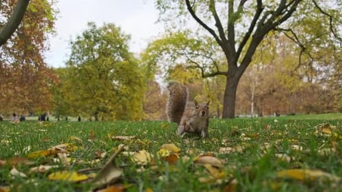 Squirrel foraging for food in grassy autumn park