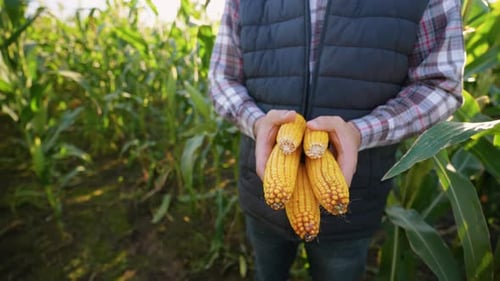 Farmer Hands Holding Harvested Corn Cobs in Field