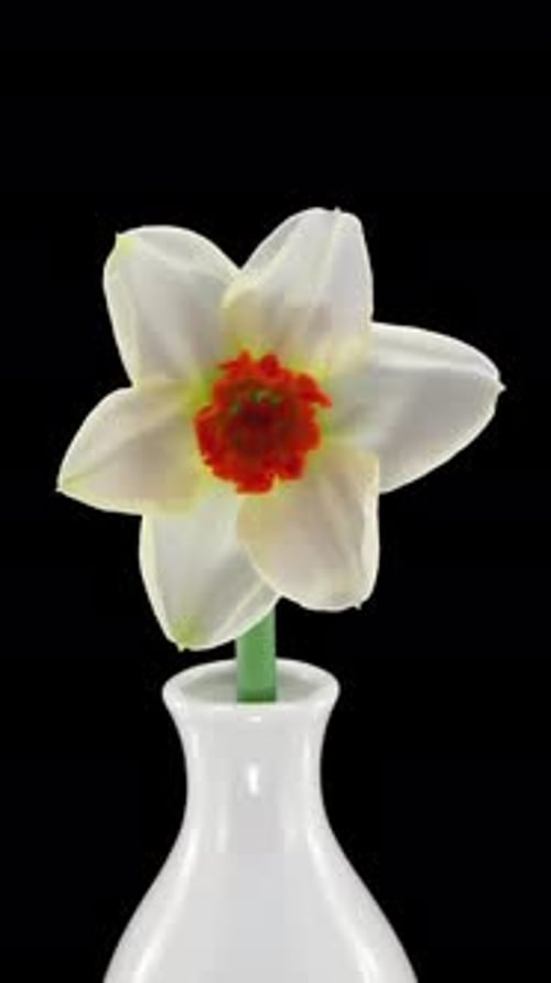 Time Lapse of White Daffodil Blooming in Vase