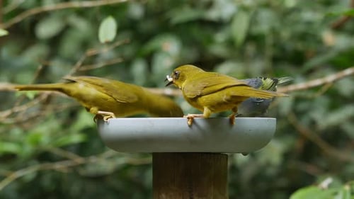 Bandada de tangaras de color verde oliva comiendo frutas en el bosque atlántico