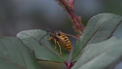 Queen Bee on Leaf 4K