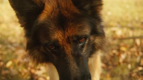 German Shepherd Dog Playing with a Toy in the Autumn Park Closeup Purebred Dog Pet Walking in Forest