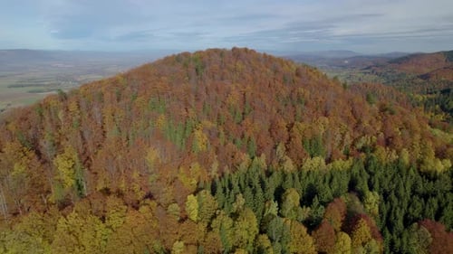 Aerial View of Autumn Forest Landscape