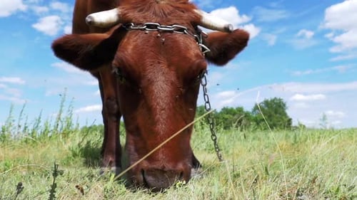 Gray Cow Grazing on Meadow on Sky Background Slow Motion