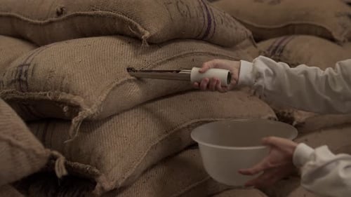 Caucasian scientist hand extracting cocoa beans from a sack. Puncturing the bag with a traditional t