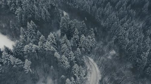 Aerial View of Road in Coniferous Forest in Winter