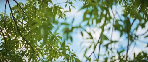 Foto horizontal de la naturaleza, hojas verdes de un árbol sobre un fondo de hermoso cielo azul, botánica diurna