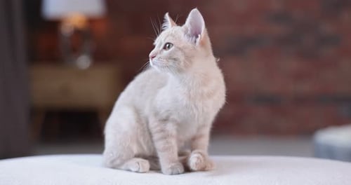 Cute Kitten Sitting and Looking Around Indoors