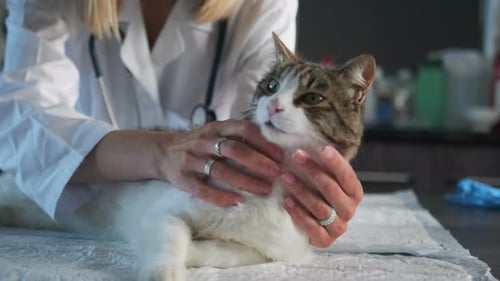 Gentle Veterinarian Petting Cat in Exam Room