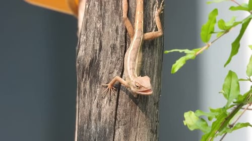 Lizard Clings to Tree Trunk in Sunlight