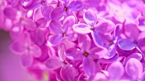 Lilac Flowers