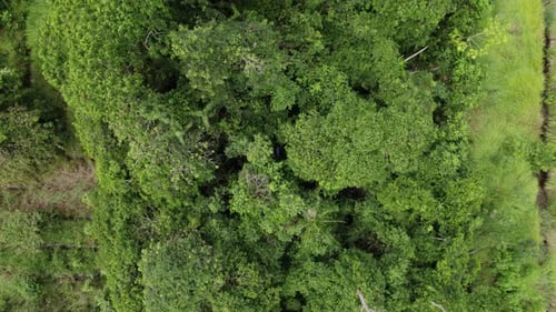 Aerial: top down view over lush green jungle rainforest canopy, drone view