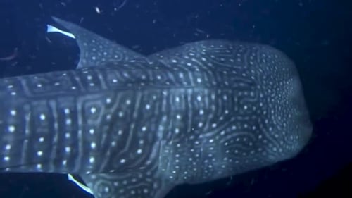 Tubarão-baleia nadando perto da superfície