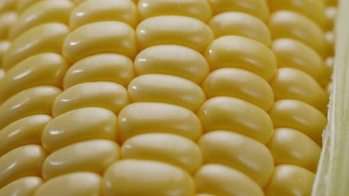 Close-up shot of ripe maize corn cob and seeds.