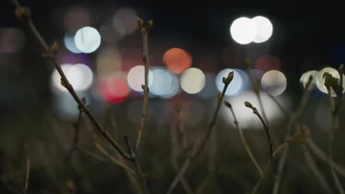Blurred City Lights and Bare Tree Branches
