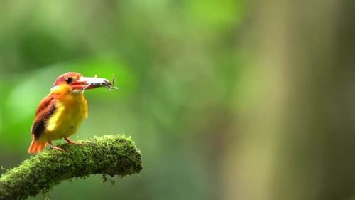 Rufous-backed kingfisher or Ceyx rufidorsa. Common Kingfisher bird on a branch