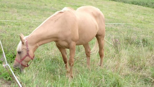 Palomino horse grazing feeding on grass in a green pasture with fence