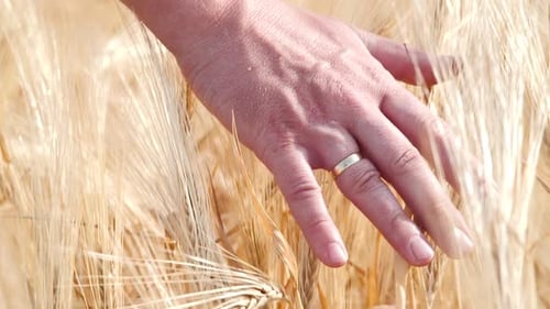 Man's Hand Touches Gold Barley Ears in Summer Field. Romantic Concept of Dreaming and Love