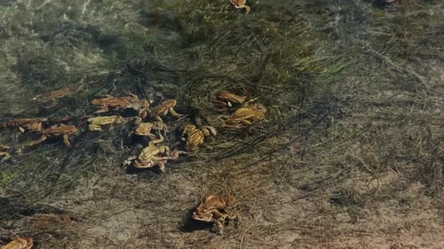 Many Frogs Swimming in Shallow Water