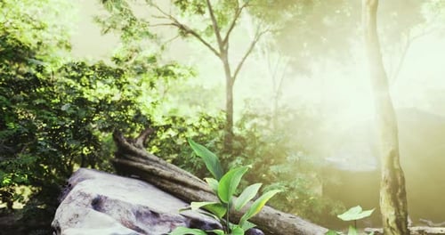 Sunlight Filters Through Trees in a Serene Forest Setting