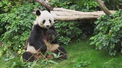 Giant Panda Eating Bamboo in Lush Greenery