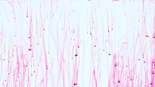 Pink Ink Drops Flowing in Water