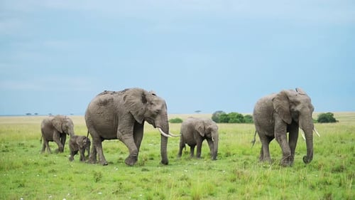 Zeitlupenaufnahme einer Elefantengruppe in einer Herde, die als Familie in einer üppig grünen Savannenlandschaft spaziert