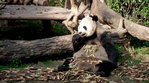 Giant Panda Eating Bamboo Shoots Outdoors
