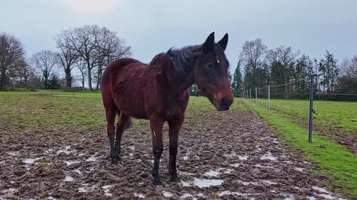 Brown horse in paddock and resting alone on a rainy day, France.