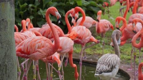 Flock of pink flamingos in green pond