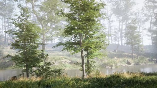 Sunbeams in Foggy Green Forest