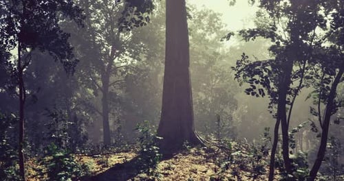 Large Tree Stands Tall in a Misty Forest During Early Morning Light