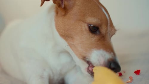 Small Dog Play with Rubber Chicken Toy on Bed