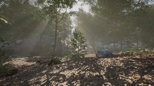 Sunlight Filtering Through Trees in a Serene Forest Setting During Day