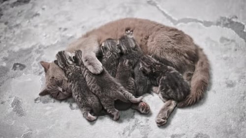 Mother Cat with Many Kittens, Close Up
