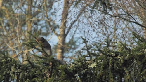 Eichhörnchen isst Fichtennadeln von einem Ast in einem sonnigen Wald