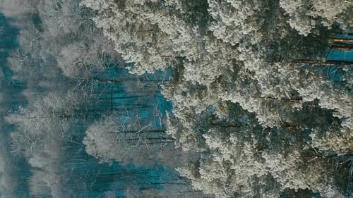 Beautiful Snowy White Forest In