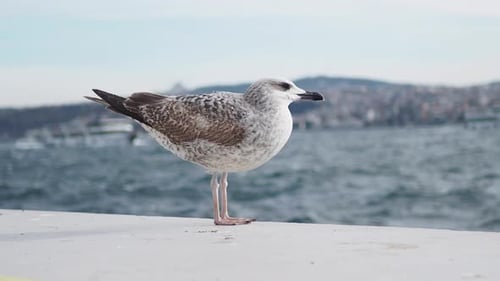 Black Headed Gull in at Galata Port in Istanbul