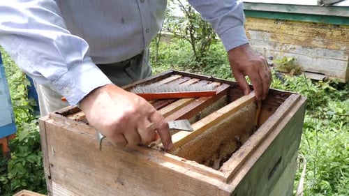 278p. The beekeeper carefully examines the frame filled with bees and honey.